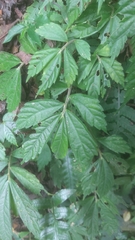 Elatostema lineolatum