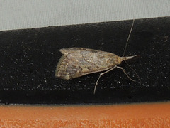 Loxostege allectalis