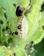 Zygogramma heterothecae