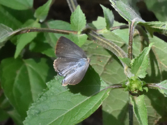 Leptotes cassius cassidula