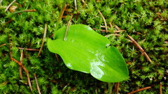Galearis rotundifolia