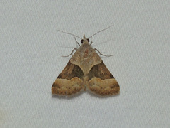 Hemeroplanis incusalis