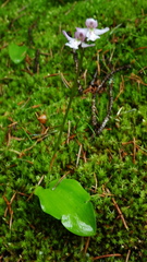 Galearis rotundifolia