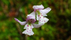 Galearis rotundifolia