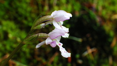 Galearis rotundifolia
