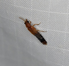 Distremocephalus texanus