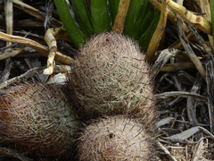 Echinomastus durangensis