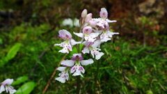 Galearis rotundifolia