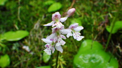 Galearis rotundifolia
