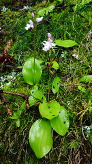 Galearis rotundifolia