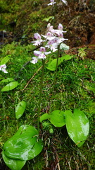Galearis rotundifolia