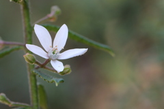 Philotheca hispidula