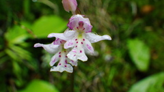 Galearis rotundifolia