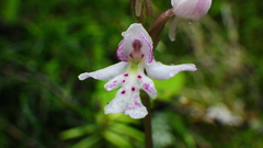 Galearis rotundifolia