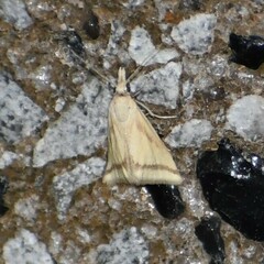 Microtheoris vibicalis