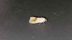 Acontiini