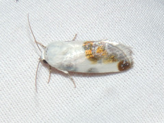 Ponometia candefacta