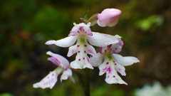 Galearis rotundifolia