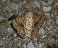 Frederickia s-signata