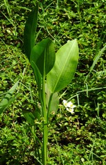Sagittaria