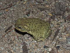 Incilius alvarius