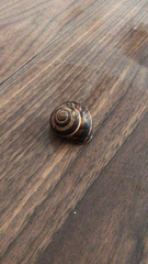 Helix lucorum
