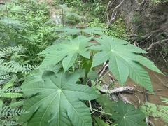 Ricinus communis