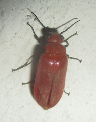 Synhoria testacea