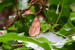 Cupha prosope