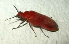Synhoria testacea