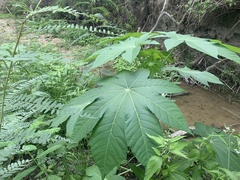 Ricinus communis