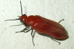 Synhoria testacea