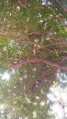 Kigelia africana