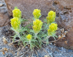Castilleja arachnoidea