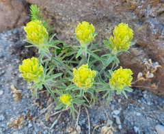 Castilleja arachnoidea