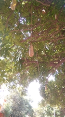 Kigelia africana