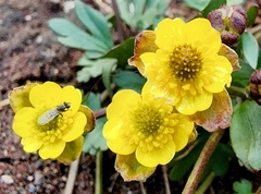 Ranunculus