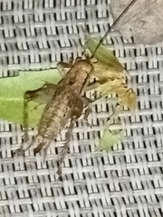 Gryllidae