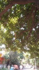 Kigelia africana