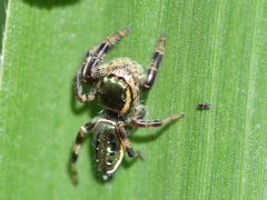 Paraphidippus