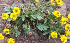 Ranunculus