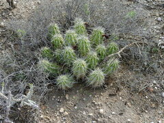 Echinocereus enneacanthus enneacanthus