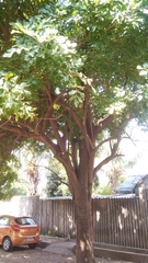Kigelia africana