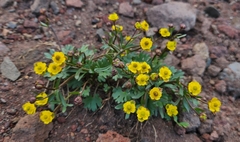 Ranunculus