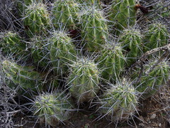 Echinocereus enneacanthus enneacanthus