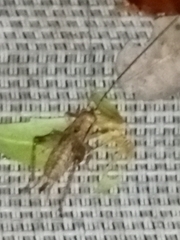 Gryllidae