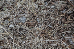 Medopheos edracanthus