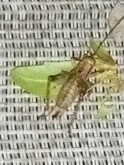 Gryllidae
