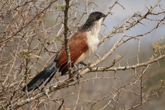 Centropus superciliosus burchellii