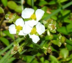 Sagittaria